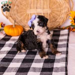Helen, Bernedoodle Puppy